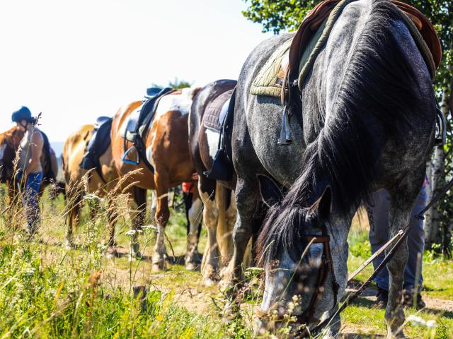 Balade à cheval à Montcodiol