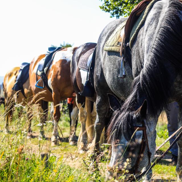 Balade à cheval à Montcodiol