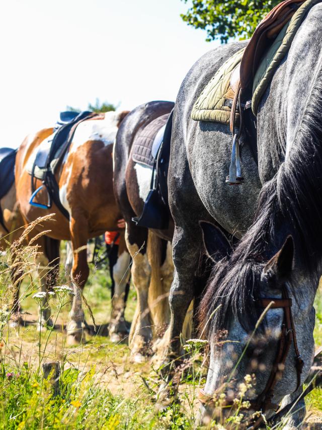 Balade à cheval à Montcodiol