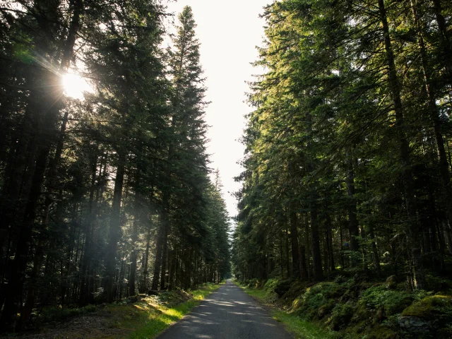 Forêt Ambert Livradois-Forez