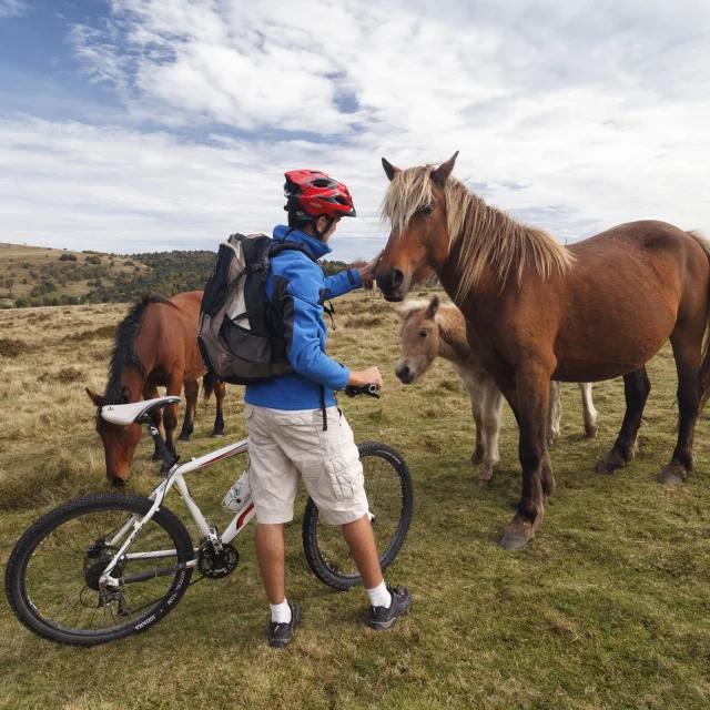 Cycliste avec son vélo blanc au Col des Supeyres, entouré de chevaux dans un paysage naturel de la région Livradois-Forez