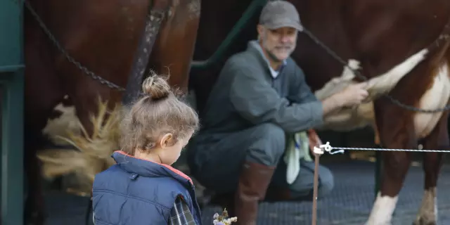 Petite fille avec un bouquet de fleurs s’approchant d’un fermier près de ses vaches à la ferme des Supeyres.