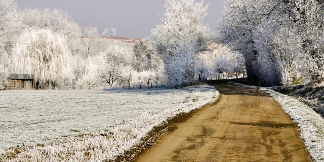 Paysage hivernal de Billom avec un chemin bordé de champs blancs et d’arbres aux branches gelées.