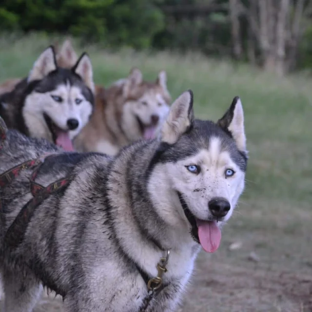 Cani Kart, Dubost Nature