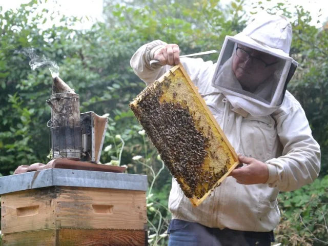 Cite De Labeille Ruche Apiculture Viscomtat Miel Recolte Alain Benoit A La Guillaume