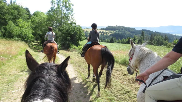 Capucine's Horses