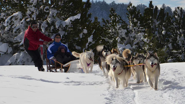 Christian, musher, guide un attelage de huskys sibériens tirant un traineau avec un adulte et un enfant, dans la neige du Livradois-Forez.